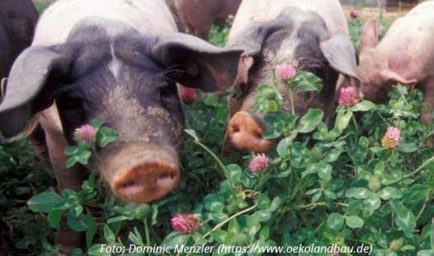 Seminar für Landwirte: Umstellen auf Ökolandbau – wie funktioniert´s?