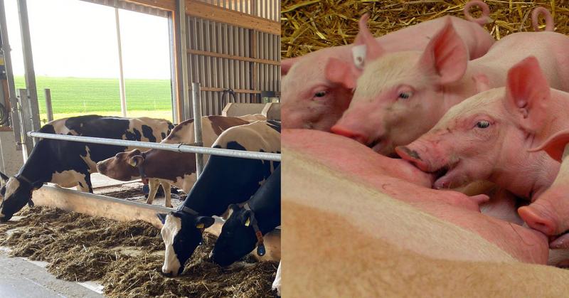 Entwicklung der Thüringer Schweine- und Rinderbestände