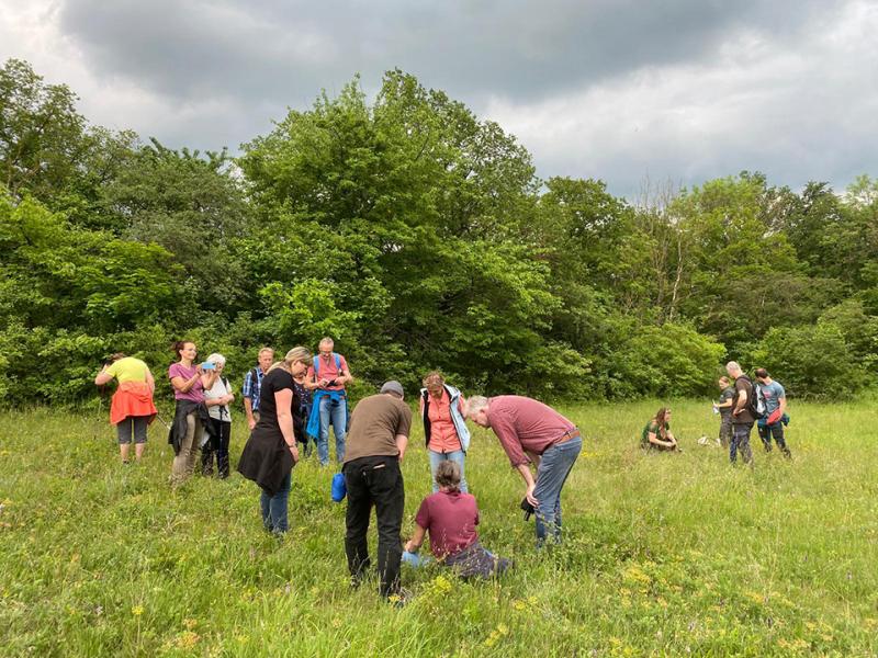 Orchideenwanderung am Wipperdurchbruch in Günserode