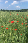 Ernteerhebung zu den ökologisch wirtschaftenden Landwirtschaftsbetrieben