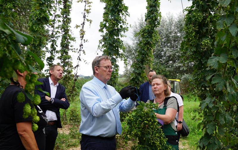 Ministerpräsident Bodo Ramelow geht im Hopfenfeld konzentriert zu Werke.