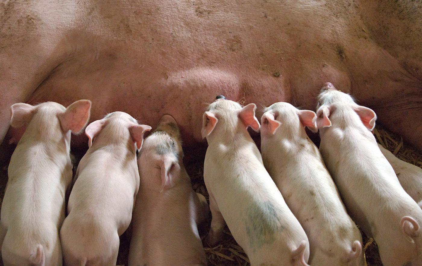 Bauernverband und Interessengemeinschaft der Schweinhalter informieren zur geplanten Tierwohlförderung für Schweine