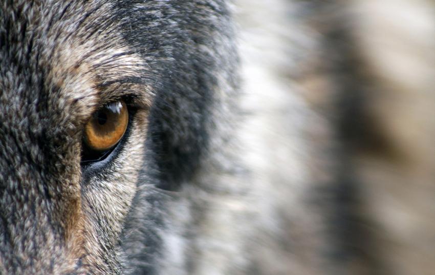 Günstiger Erhaltungszustand des Wolfes – Realität oder Zukunftsmusik?
