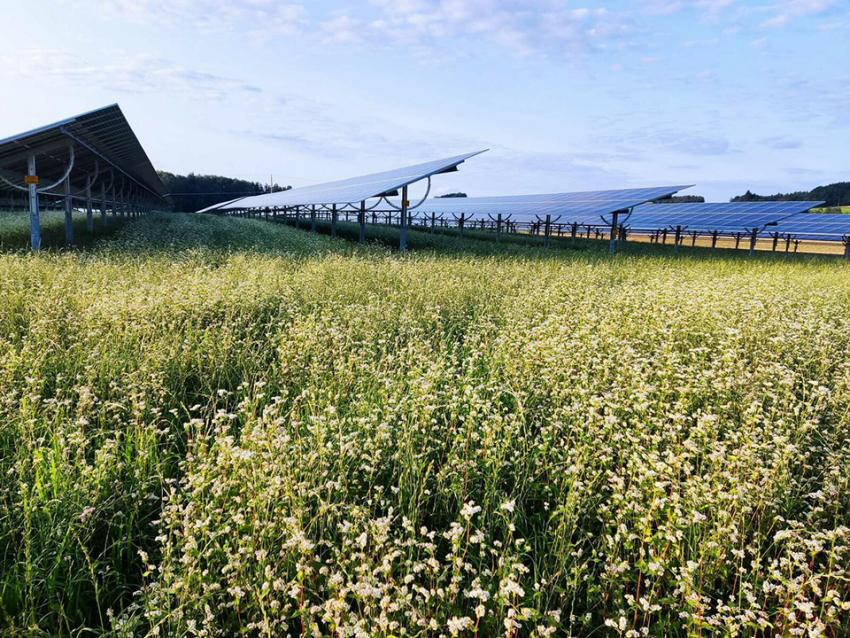 Agri-PV: Größte Anlage Deutschlands geht ans Netz