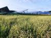 Agri-PV: Größte Anlage Deutschlands geht ans Netz