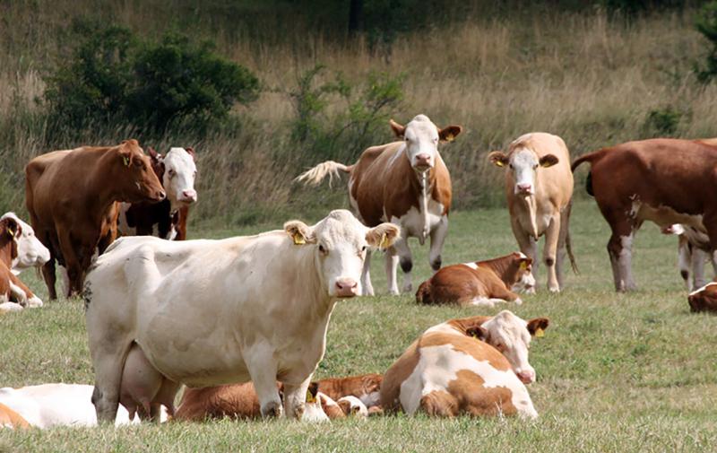 Hinweis: Auszahlungsantrag für Thüringer Tierwohlförderung bis 15. Mai stellen!