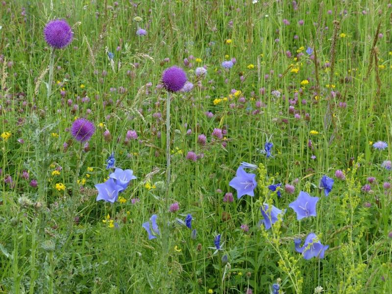 Starke Nachfrage nach Ökoregelungen: Kürzung der Basisprämie droht