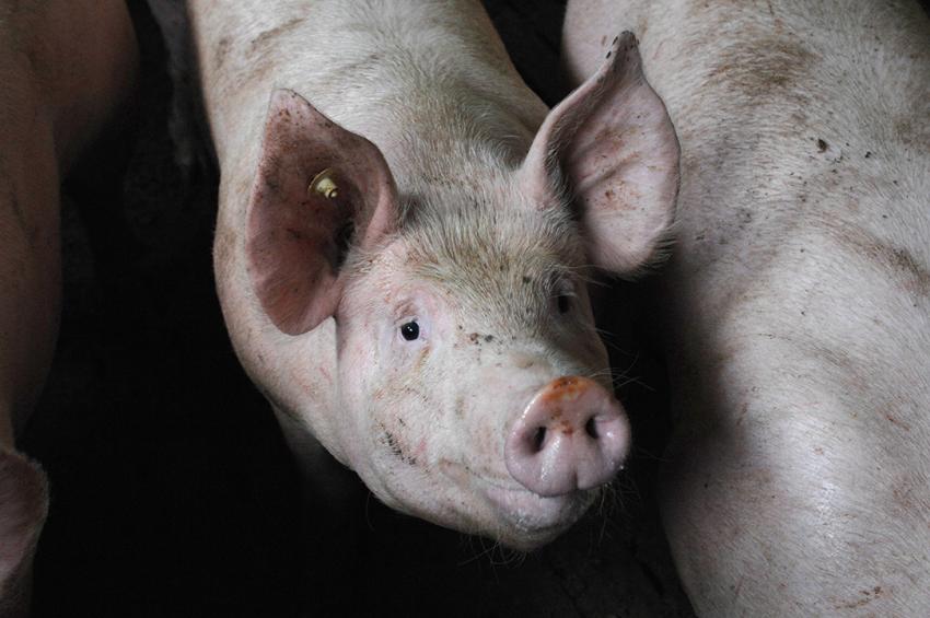 Erinnerung: Meldepflicht für Mastschweinehalter im Rahmen des Tierhaltungskennzeichnungsgesetz