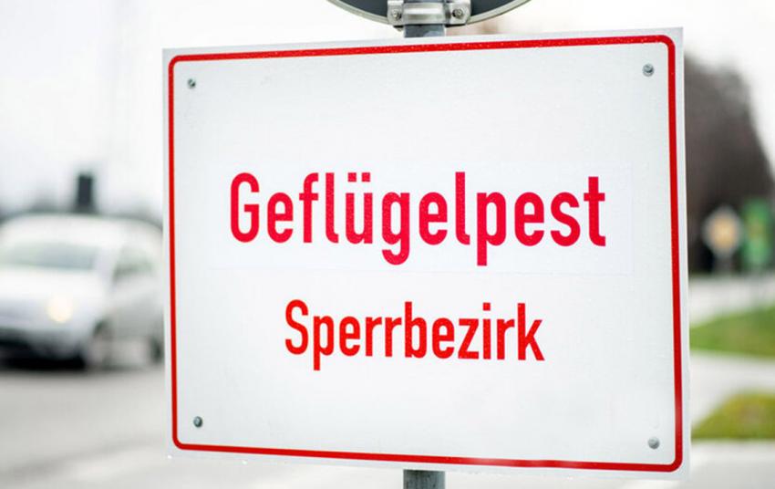 Geflügelpest in einem Kleinstbestand im Wartburgkreis ausgebrochen