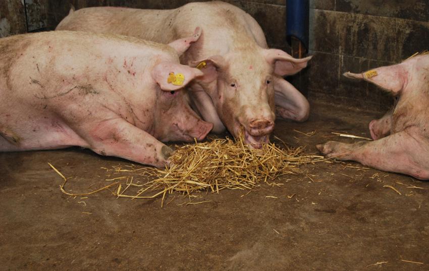 Mitteldeutscher Schweinetag 2021: Zukunftsfähigkeit und Afrikanische Schweinepest bestimmen die Agenda