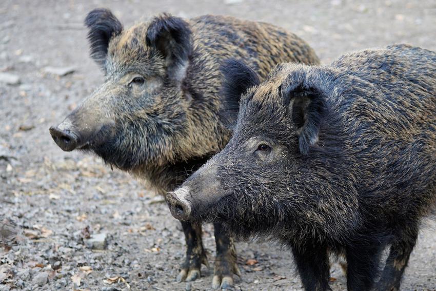 Afrikanische Schweinepest bei Wildschweinen in Deutschland – aktuelle Lage