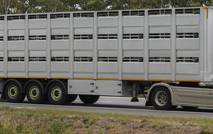 Geänderte Vorgaben für inländische Tiertransporte
