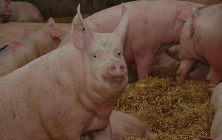 Informationsveranstaltung für schweinehaltende Betriebe zur geplanten Tierwohlförderung