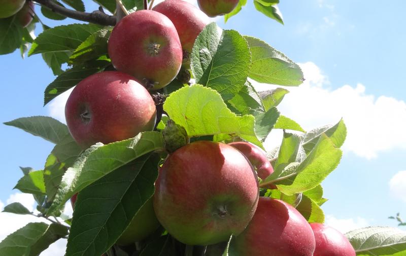 Die Ernte der Lageräpfel an der Fahner Höhe hat begonnen