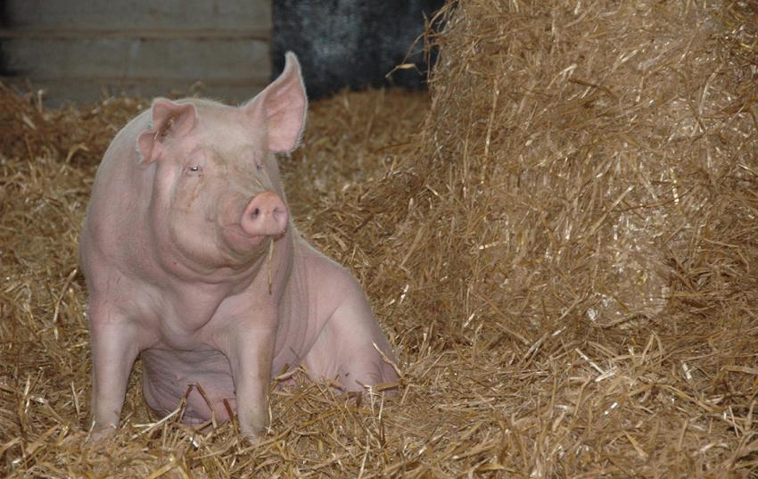 Förderung tiergerechter Haltungsverfahren von Schweinen – Antragsstellung bis 15. November möglich!