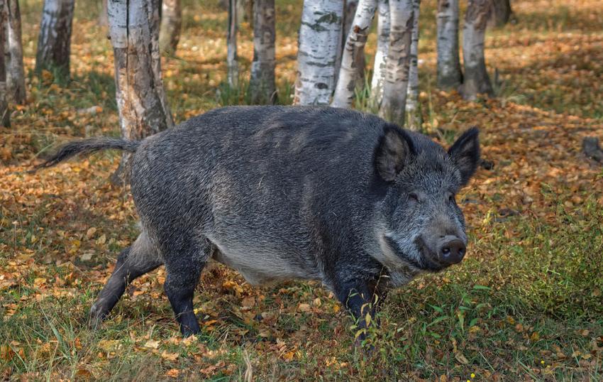 Onlineseminar „Afrikanische Schweinepest – ein Problem für alle Schweinehalterinnen und -halter