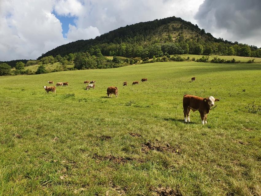 Wege zu einem praxistauglichen KULAP 2028
