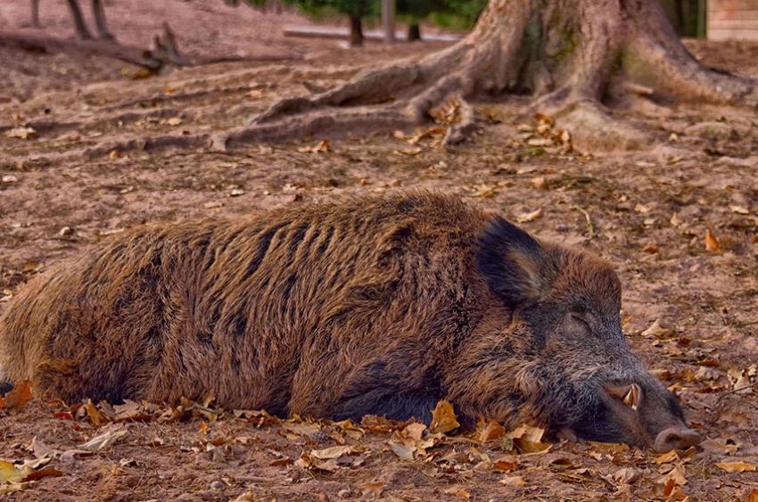 Thüringen erlaubt Nachtzielgeräte für Jagd auf Schwarzwild