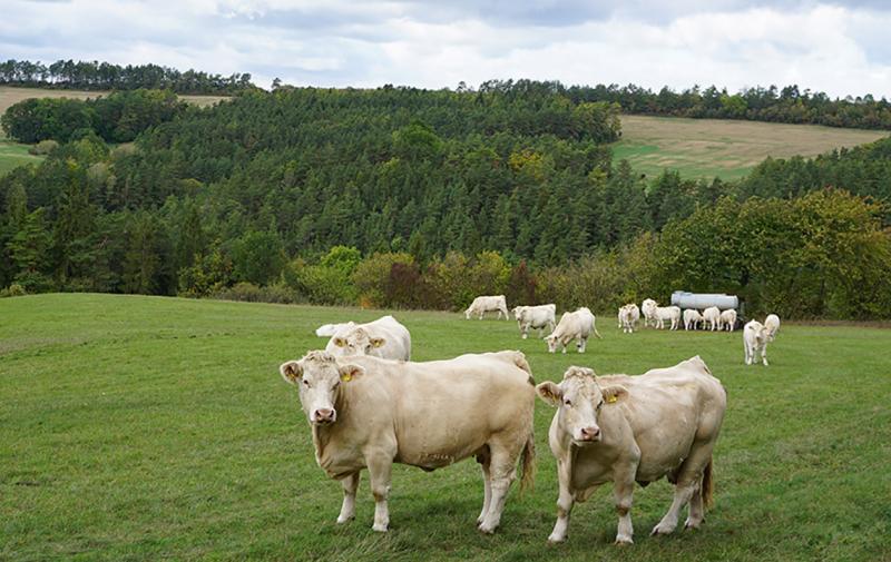 Förderkatalog zur Tierwohlförderung veröffentlicht