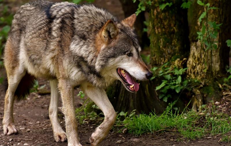 Kritik des Deutschen Bauernverbandes zum Start der „Dialogreihe Wolf“
