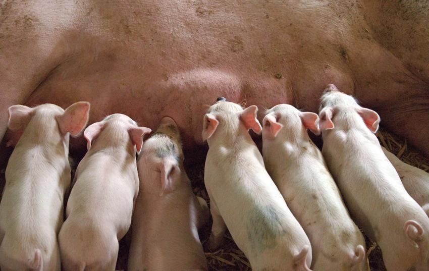 ITW neue Programmphase für Schwein und Geflügel 2024