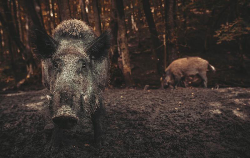 Schwarzwildkompetenzzentrum: Thüringen Schulungen Saufang