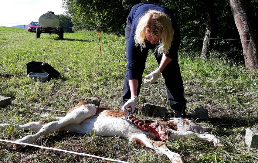 Erneuter Nutztierriss in Südthüringen