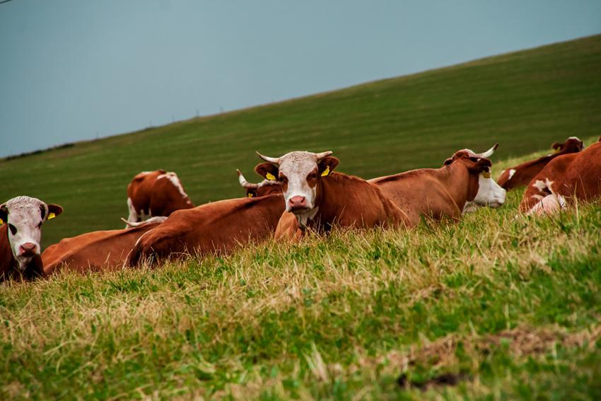 Neuaufstellung des Praxiszentrums Ökologischer Landbau am TLLLR