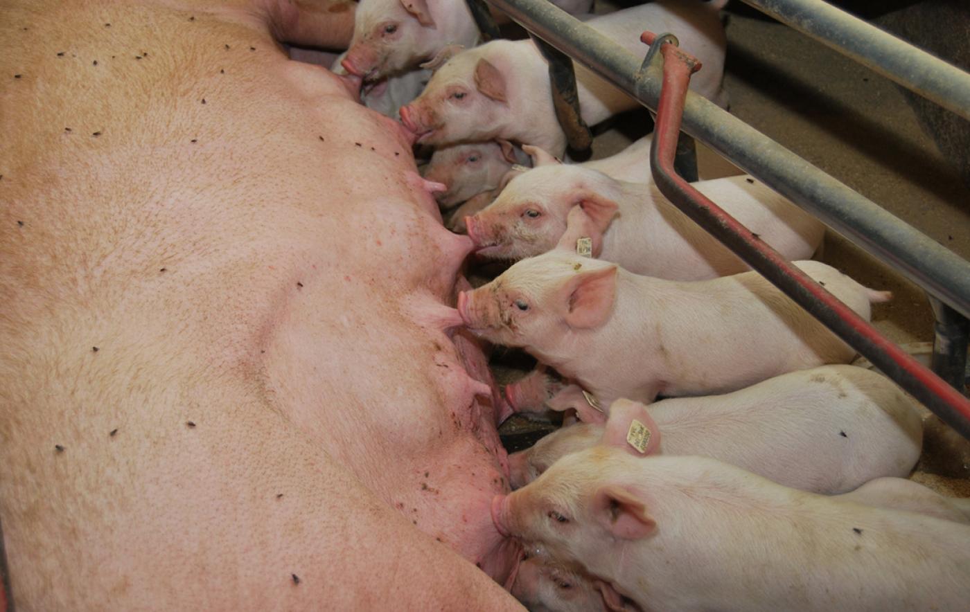 Fachausschuss beschäftigt sich mit der aktuellen Situation im Schweinesektor